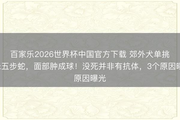 百家乐2026世界杯中国官方下载 郊外犬单挑1米五步蛇，面部肿成球！没死并非有抗体，3个原因曝光
